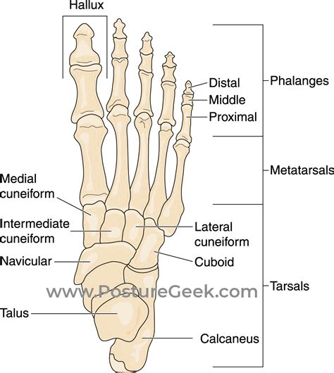 description for feet pictures|Foot Anatomy, Pictures & Model 